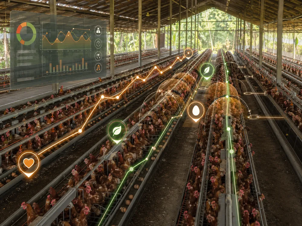 Barisan kandang ayam dengan lapisan data perbandingan performa