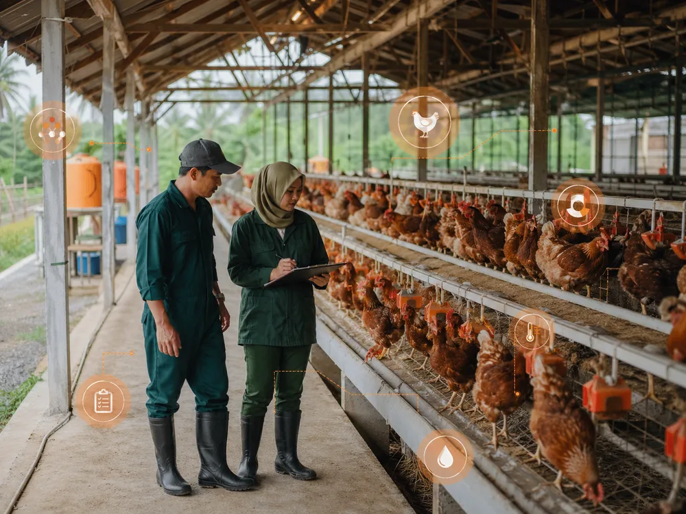 Tim farm memeriksa operasional kandang ayam dengan penanda data